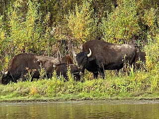 wood-bison