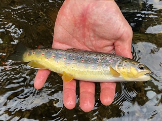 European-browntrout