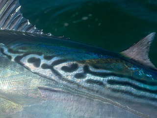 false-albacore
