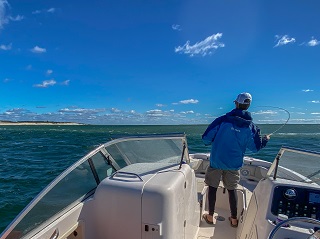 Currier-false-albacore