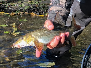 barbel-fish