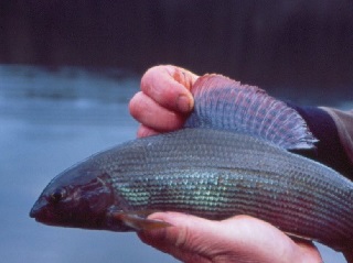 big-grayling