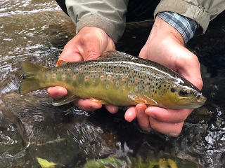 brown-trout