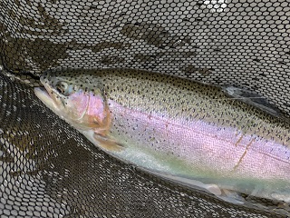 rainbow-trout