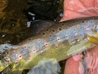 Czech-brown-trout