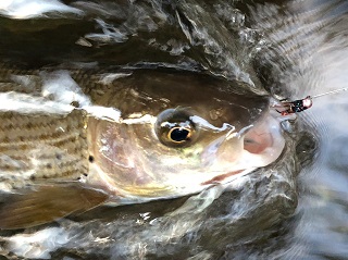grayling