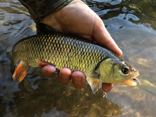 European-chub
