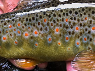 European-brown-trout