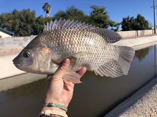 tilapia