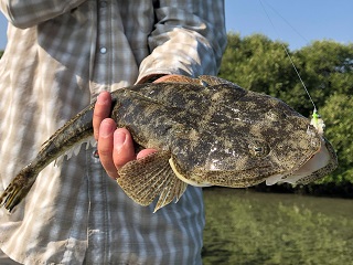 bartailed-flathead