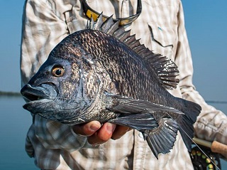 flyfishing-for-bream