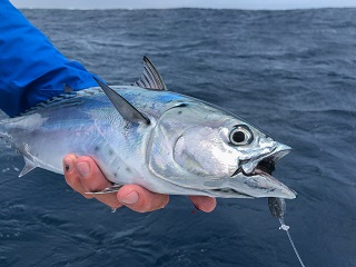frigate-tuna