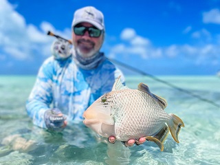 yellowmargin-triggerfish