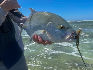 trevally