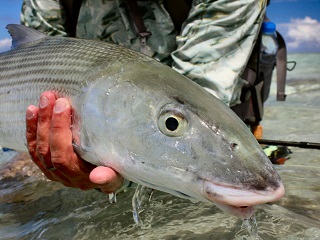 huge-bonefish