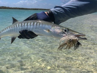 flyfishing-for-barracuda