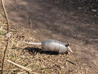 armadillo