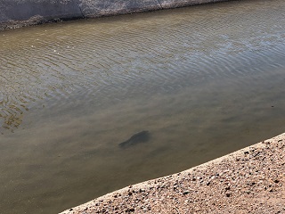Arizona-fishing