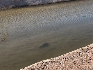 Arizona-fishing