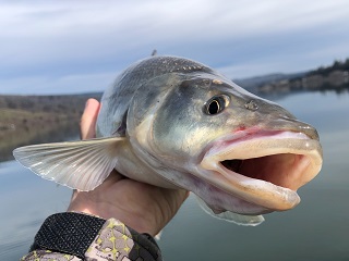 pikeminnow