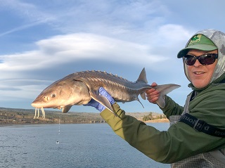 white-sturgeon
