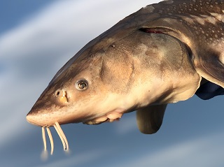 sturgeon-fishing