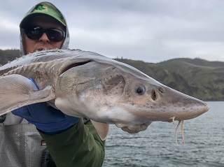 sturgeon