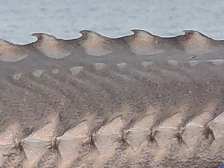 sturgeon-flyfishing