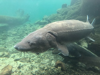 white-sturgeon