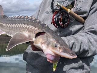 flyfishing-for-sturgeon