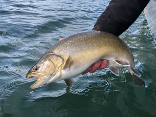 bull-trout