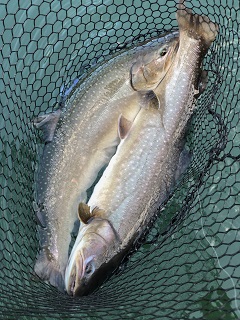 bull-trout-fishing