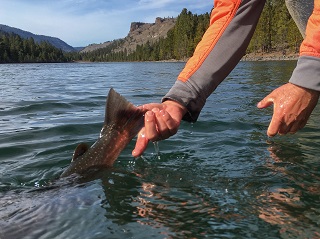catch-and-release