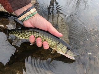 chain-pickerel