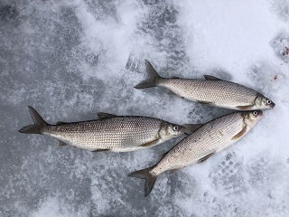 lake-whitefish