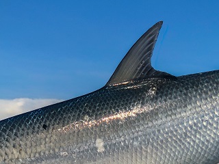 The Milkfish - One of My Most Nemesis Fish – Jeff Currier