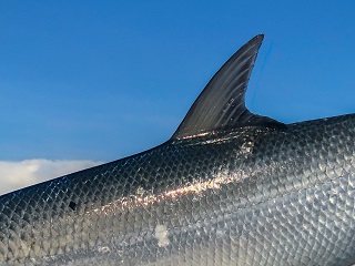 Simms Fish Forever Hat – The Billfish Foundation