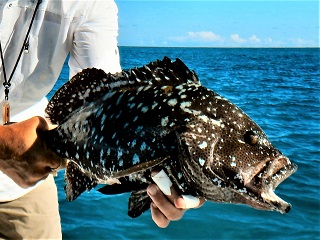 whiteblotched-grouper