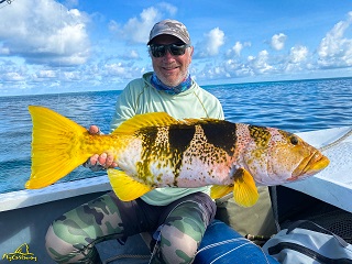 Saddleback-grouper