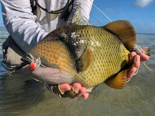 flyfishing-triggerfish