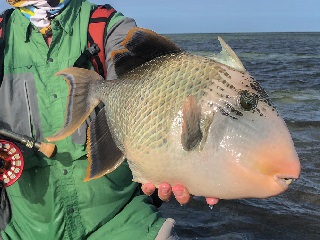triggerfish