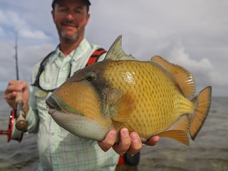 Currier-triggerfish
