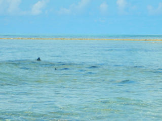 parrotfish-flyfishing