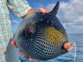 triggerfish