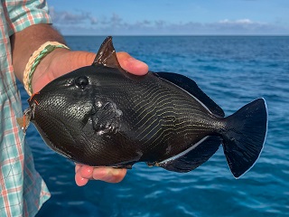 Indian-triggerfish
