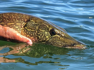northern-pike