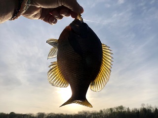 bluegill