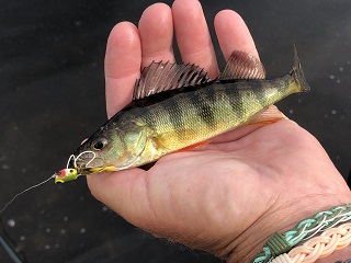 yellow-perch