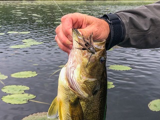 largemouth-bass