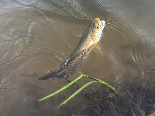 WI-trout
